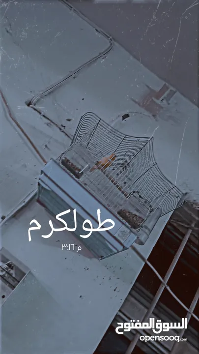 عصفور كناري ذكر للبيع بسعر مغري مع قفص فقط 120 شيكل طولكرم نزله مجمع الدكتور امجد بدران