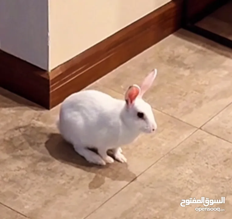 Selling a Dwarf Rex Mix Rabbit