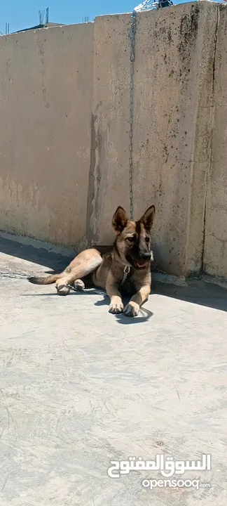 جرو بندوق الاب ملينو بيور و لام جيرمن شيبرد عمر 4 شهور ماخذ مطعوم لون مميز انثى