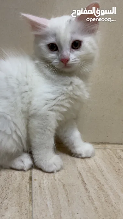 برتش مكس شيرازي