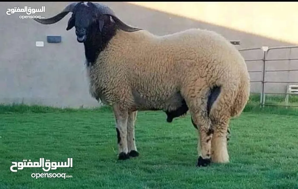 لحام ذبح الأظاحي في المنازل الزرقاء  ابو قصي