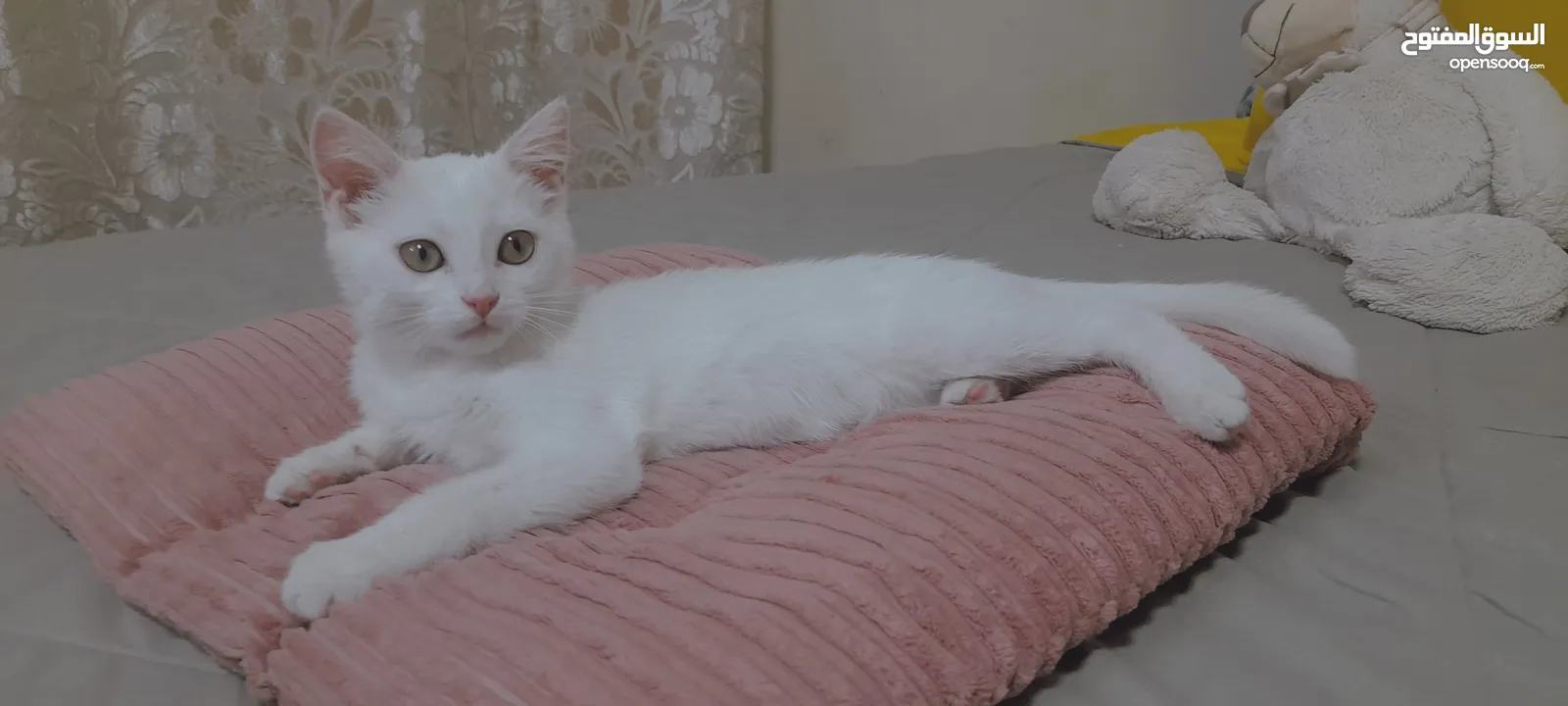 قطط لتبني ذكر وانثى عمر شهرين ونص