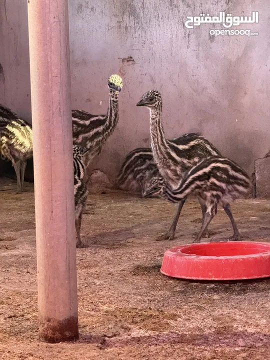 نعام الايموو الاسترالي / emu ostrich