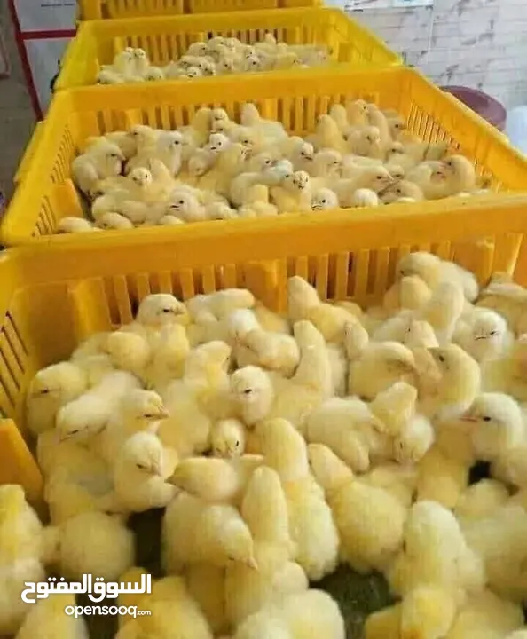 صوص لاحم العمايره اعلاف لاحم للصوص والدجاج  وبياض واعلاف محلات بيع الدجاج واعلاف مركز للدواجن