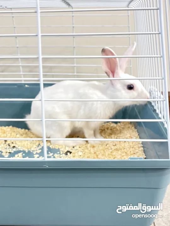 Selling a Dwarf Rex Mix Rabbit