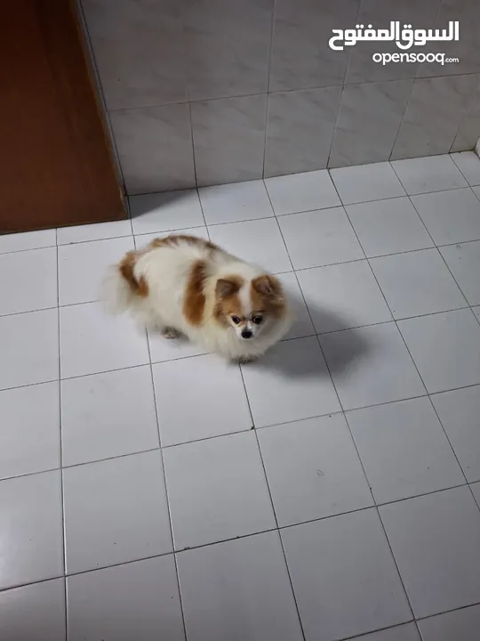 Pomeranian for sale بوميرانيان