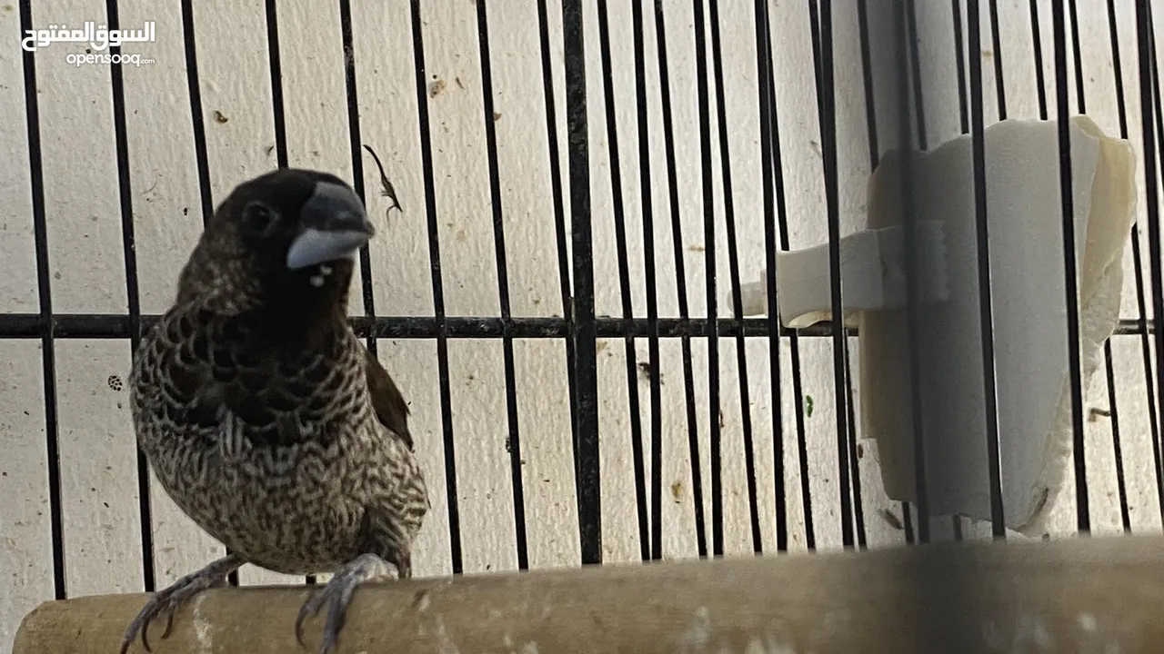 طيور انتاجي بنجاليز الوان صوافي