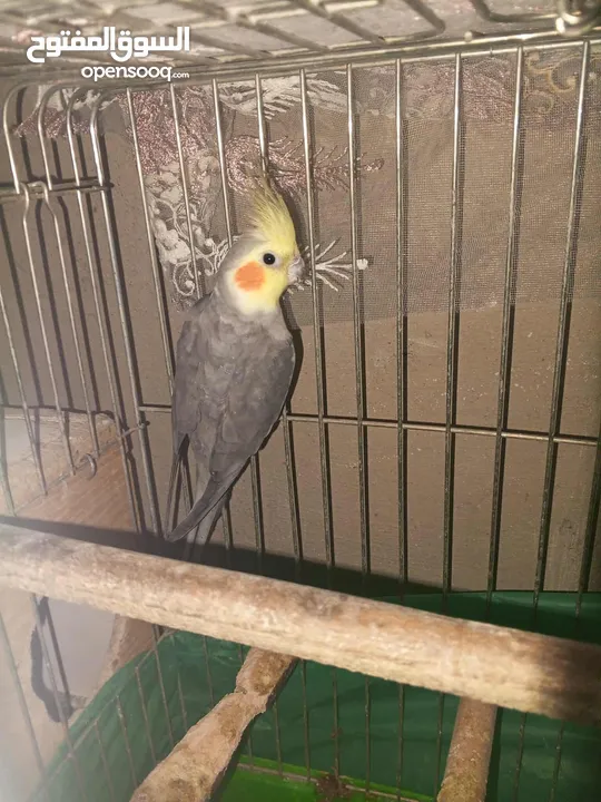 جوز طيور كوكتيل شغالات ومنتجات بأذن الله تعالى