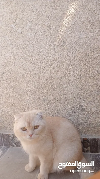 3قطط سكوتش فولد