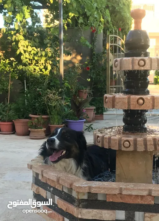 Border collie لاول مرة في الاردن