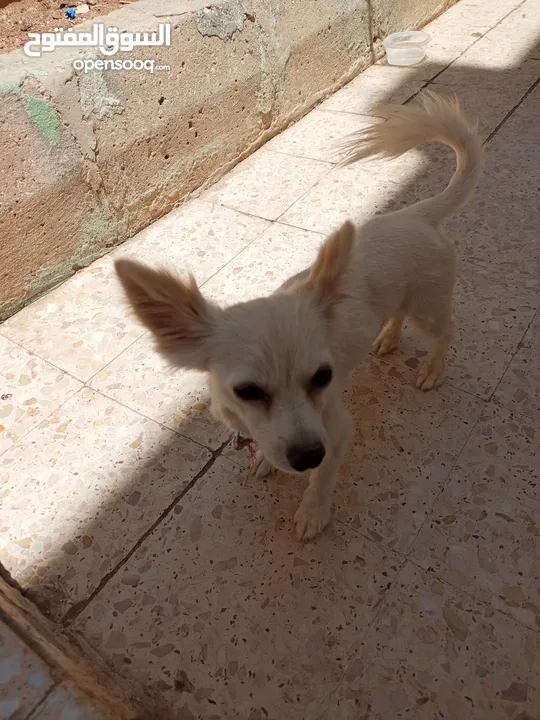 كلب شيواوا العمر 8 شهور ماخذ كل المطاعيم الكلب ممتاز لعوب جدا جدا بحب صاحبو الكلب محلوق شعرو عشان.