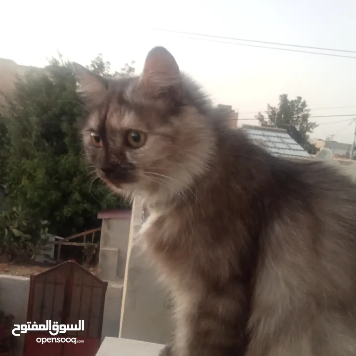 قطة شيرازي للبيع