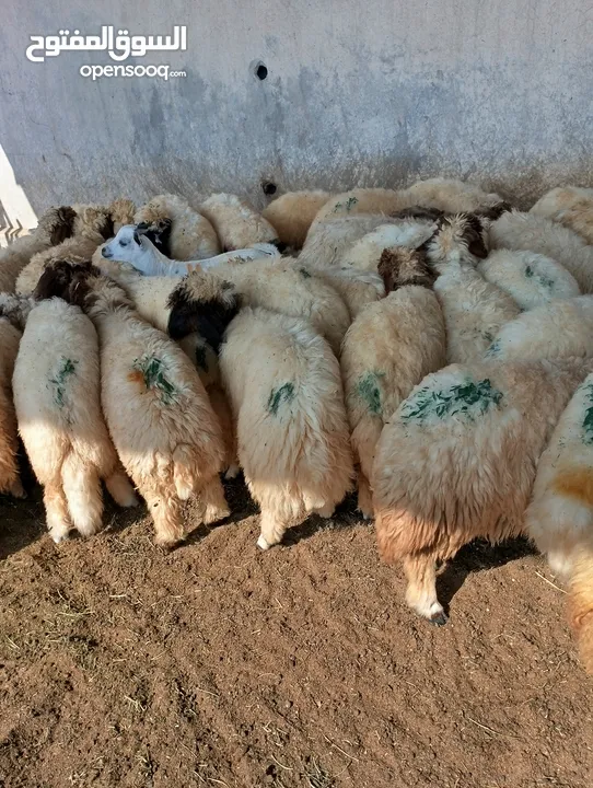 ذبيح للبيع طيبه سمان عزيمه ثلاجه خرفان طيبة هرفي جذع وتساب اتصال لتوصيل جميع مناطق قطر سوري بلدي