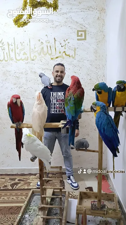 تشكيله واسعه من الببغوات الاليفه لدى اخوكم ميدو الشوبكي