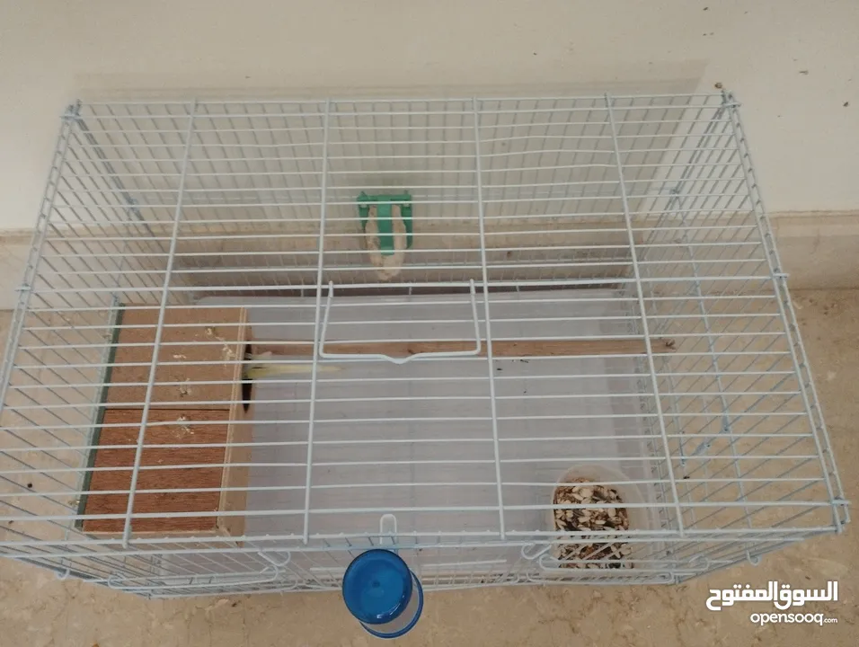 حوز بادجي (طيور الحب) جاهز للإنتاج بألوان مميزة