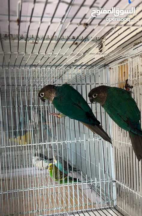 للبيع جميع انواع الطيور  All kinds of birds for sale