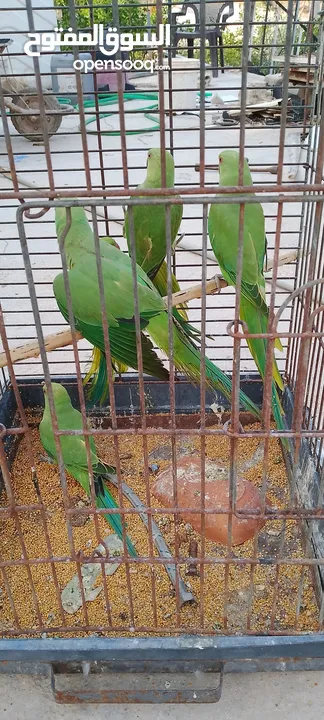 خمس حبات دره للبيع