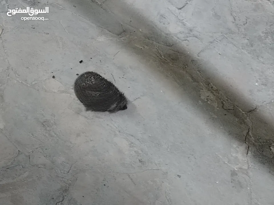 قنفذ صحه ونضافه للبيع