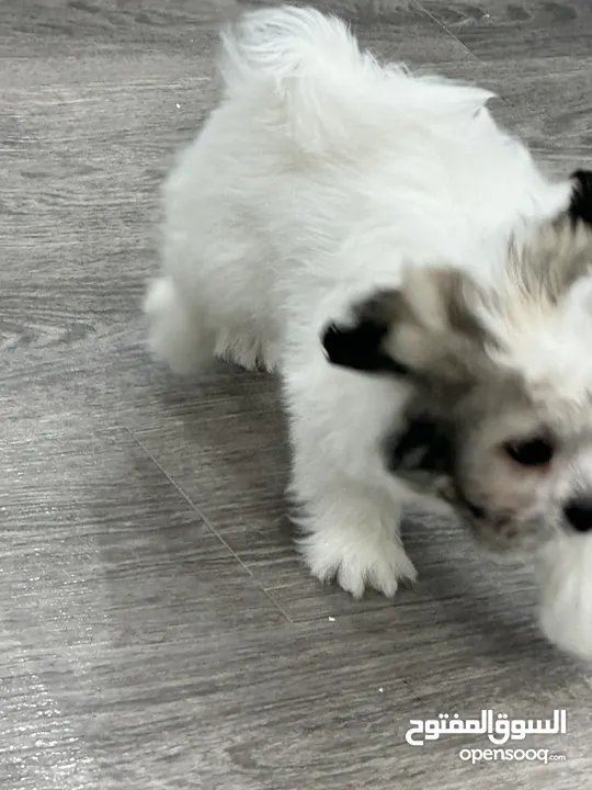 Maltese puppy 3 months