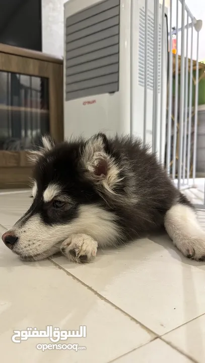 Pomsky للبيع