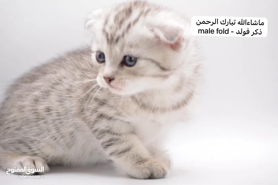 سكوتش كيتن فولد وستريت الوان مميزه ليلك ومشمشي وغيرها 15 كيتن