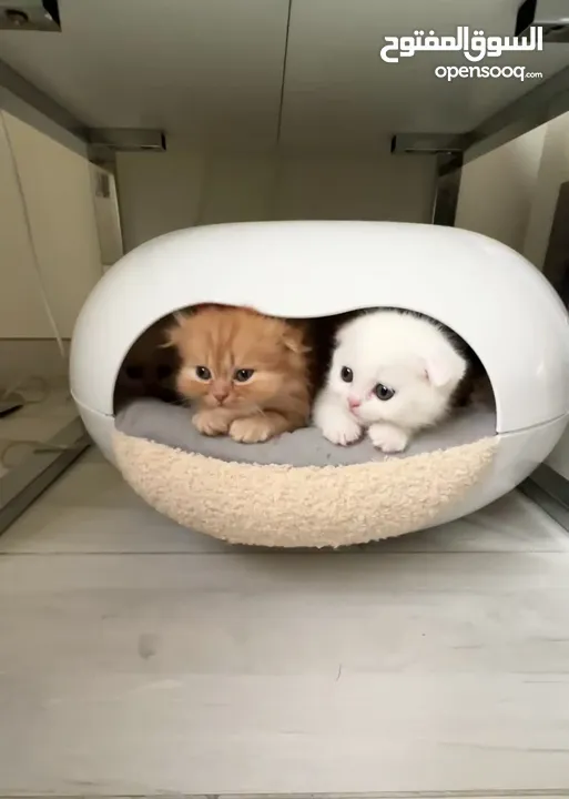 Adorable Scottish fold chinchilla kittens