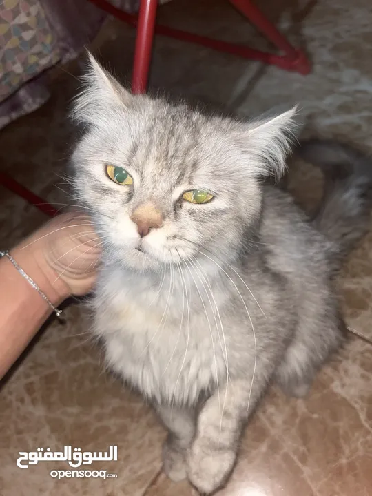 جميل العبادي