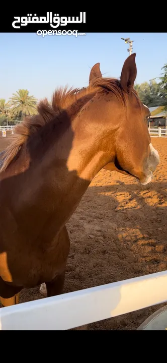 Arabic horse