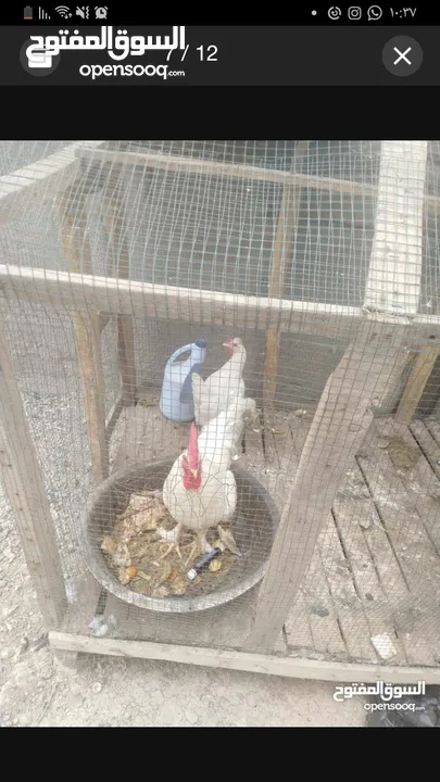 بيض دجاج عرب ابيض للبيع