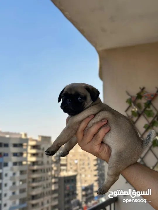جراوي بج، pug puppies