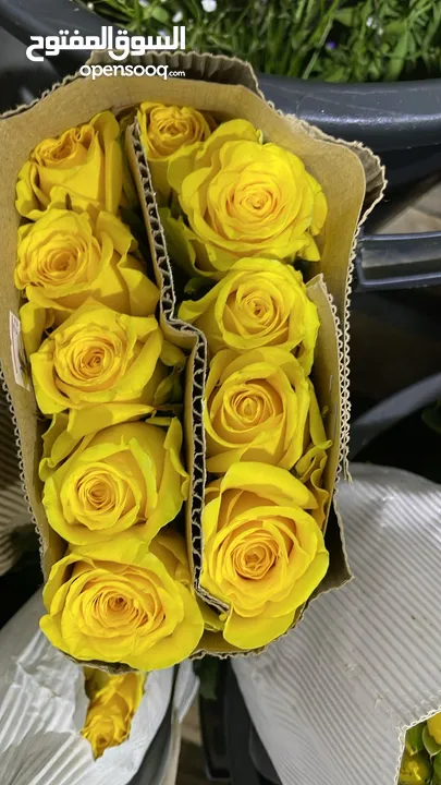 ورد جوري بالجمله وبوكيه بأسعار مغريه جدا