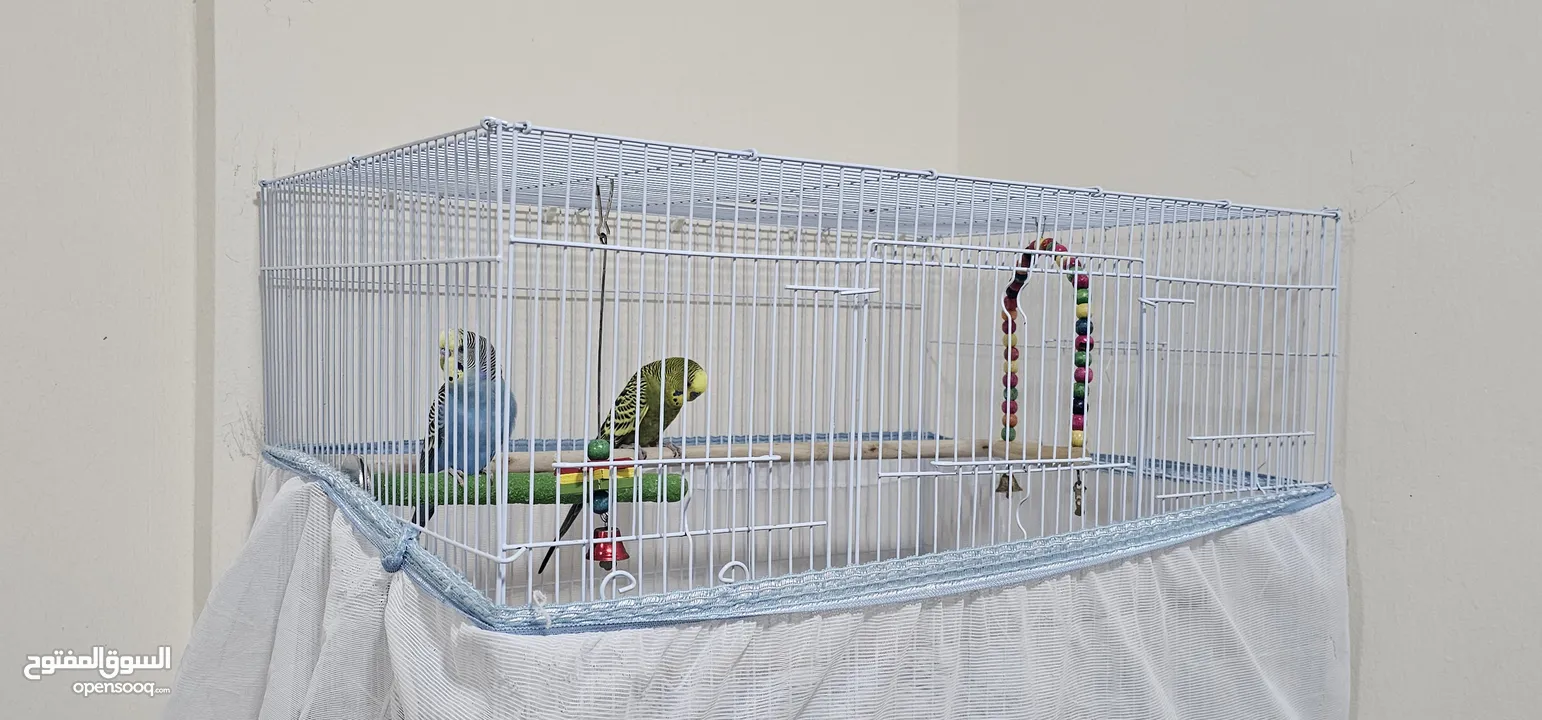 Love birds with cage..