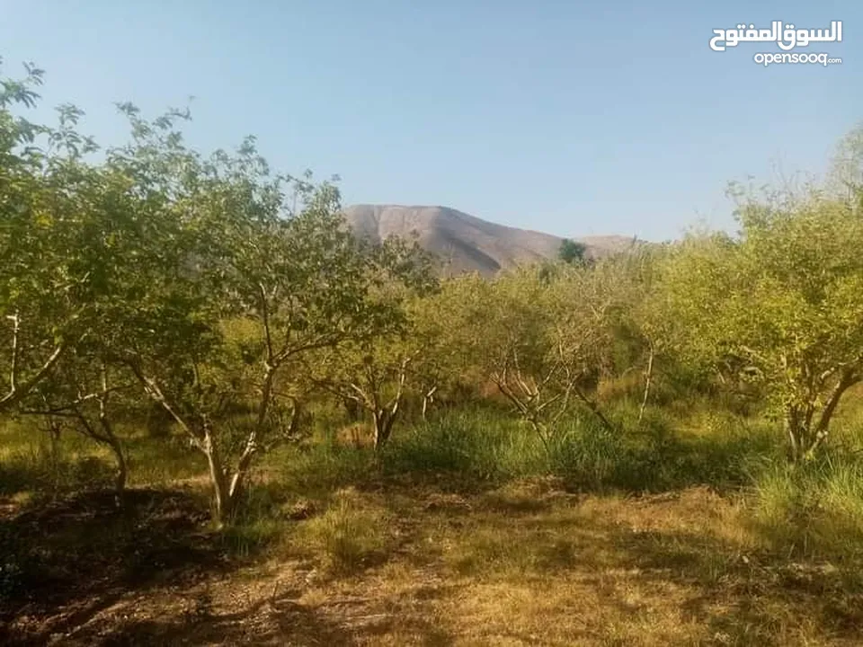 ارض للبيع في الحمه الاردنيه مزروع جوافه وكل انواع الحمضيات بثلاثه قواشين مستقلات ومتلاصقات لمالك واح