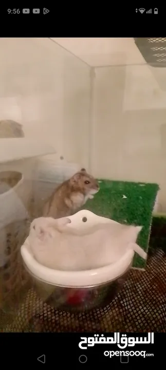 Russian Dwarf Hamsters