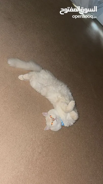 missing cat in ras al khaima ضايع في راس الخيمة