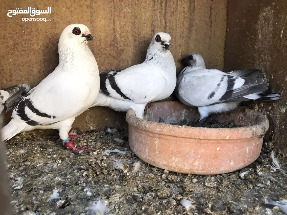 حمام للبدل عجاج