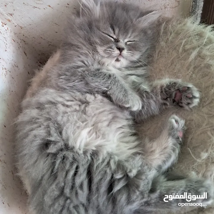 قطة منزل للبيع