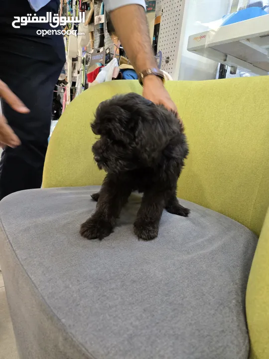 Toy Maltipoo Puppy