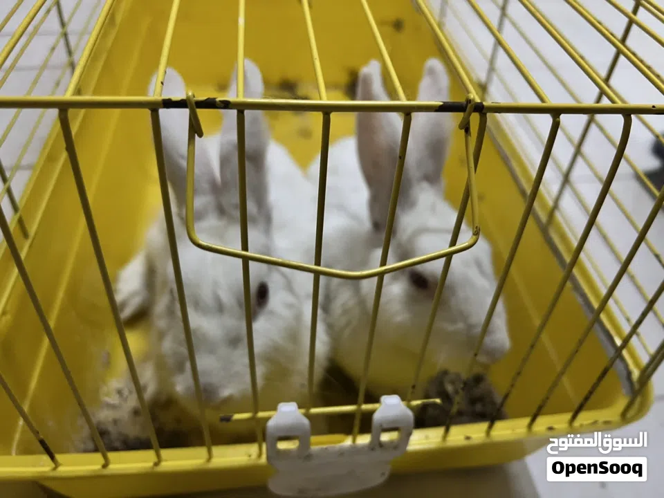 ارانب جاهزه