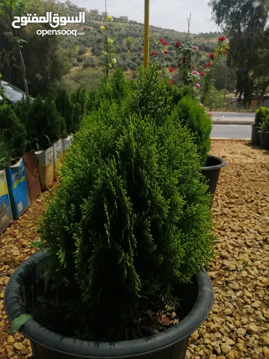 مشاتل المملكة الزراعية لتنسيق الحدائق