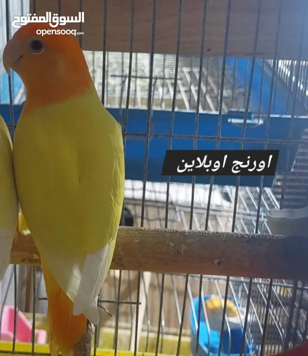 فراخ روز طفرات مميزة للزق اليدوي أقرا التفاصيل/ كوكتيل حب جرين شيك اليف جوز فحل طيرة فرخ هدد زق يدوي