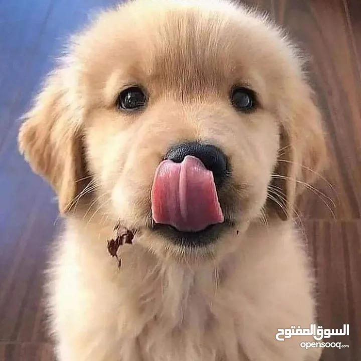 جولدن ريتريفر بريطاني آصلي  Golden retriever pure اعلى مستوى في الشرق الاوسط