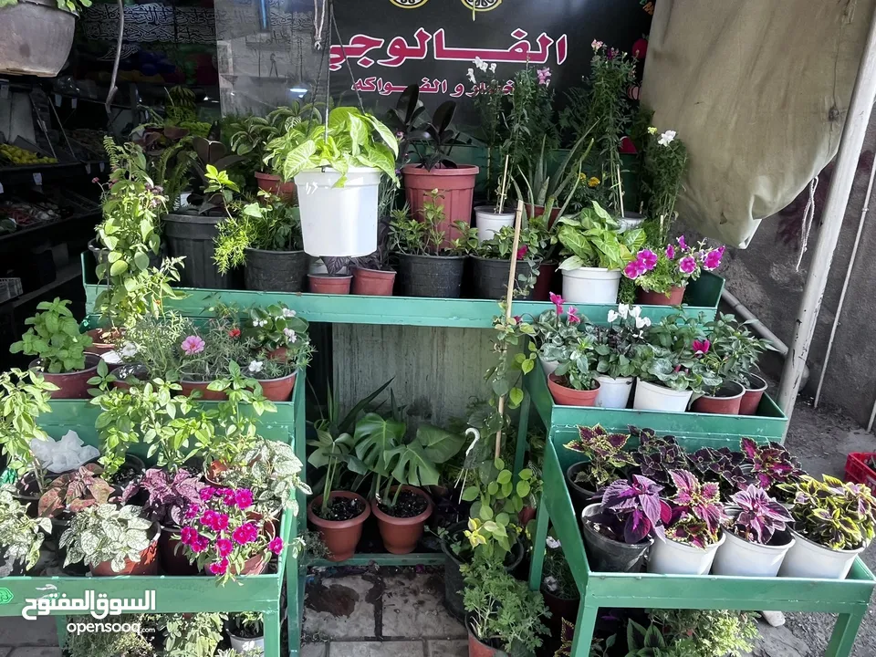 فروش خضار وفواكه للبيع