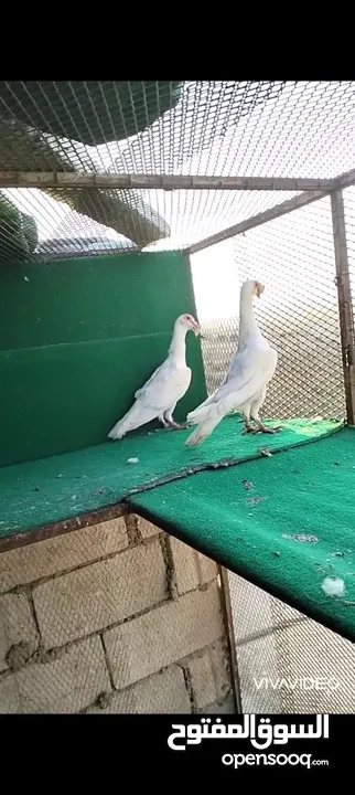 زواج حمام وطواير للبيع