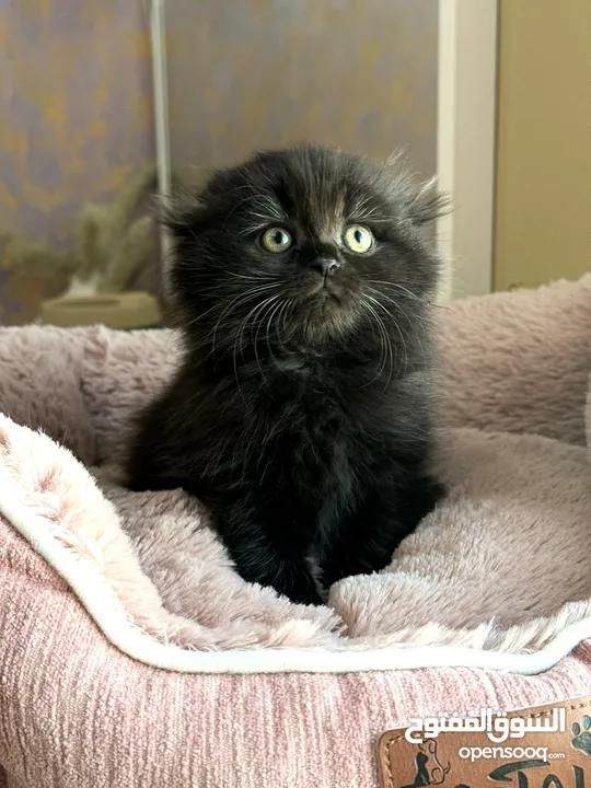 Chocolate Scottish fold girl