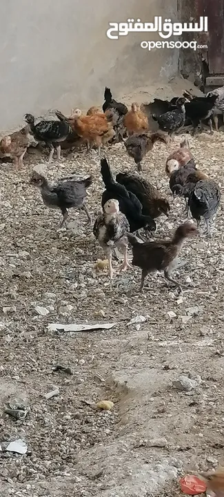 موجود صوص بلدي