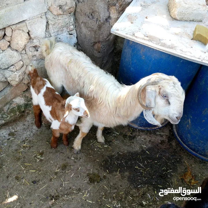 عنز وراها جدي سن جميع بس مكسورلها سنها عن الجنب العنز يشهد الله نخب أول بالحليب