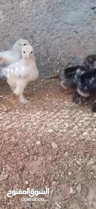 يووجد صيصان براهما بف جامبو  صيصان باكستاني من اهالي فخمات  صيصان حبش