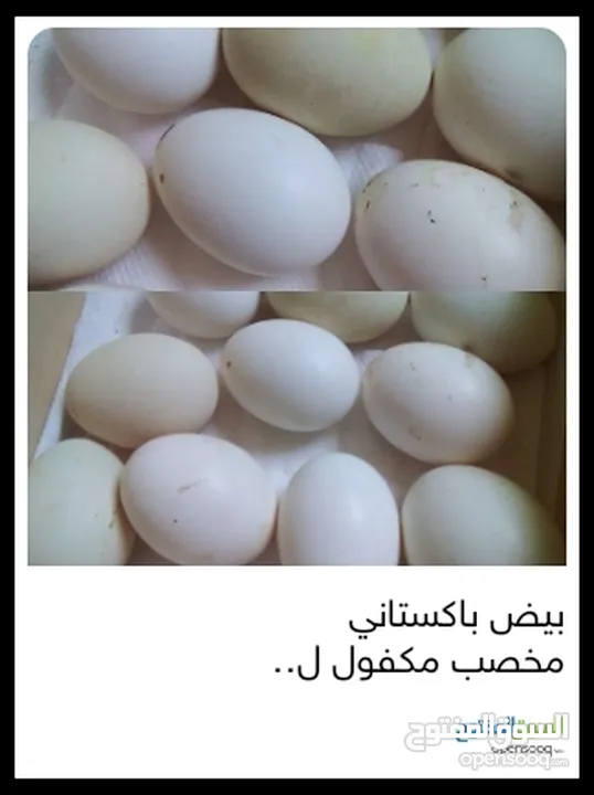 بيض باكستاني