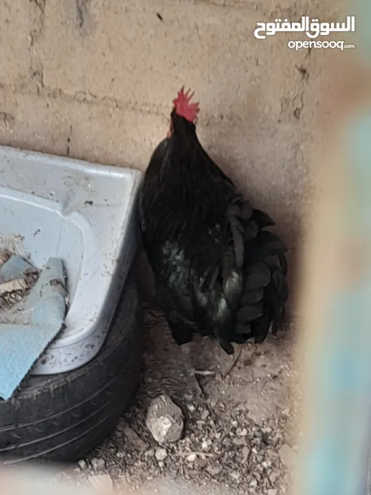 جاج محلق جامبو اسود سك فرختين وديك..        .......